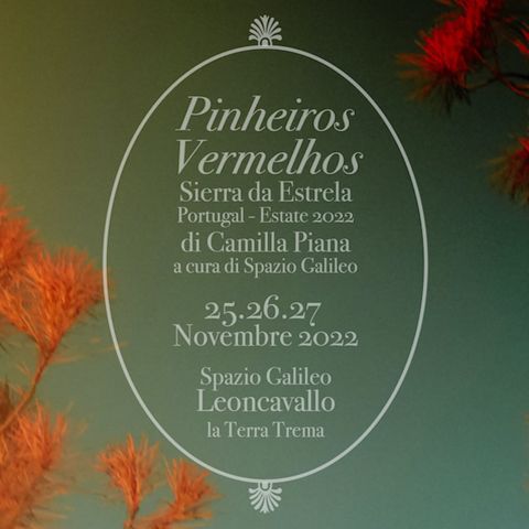 Pinheiros vermelhos